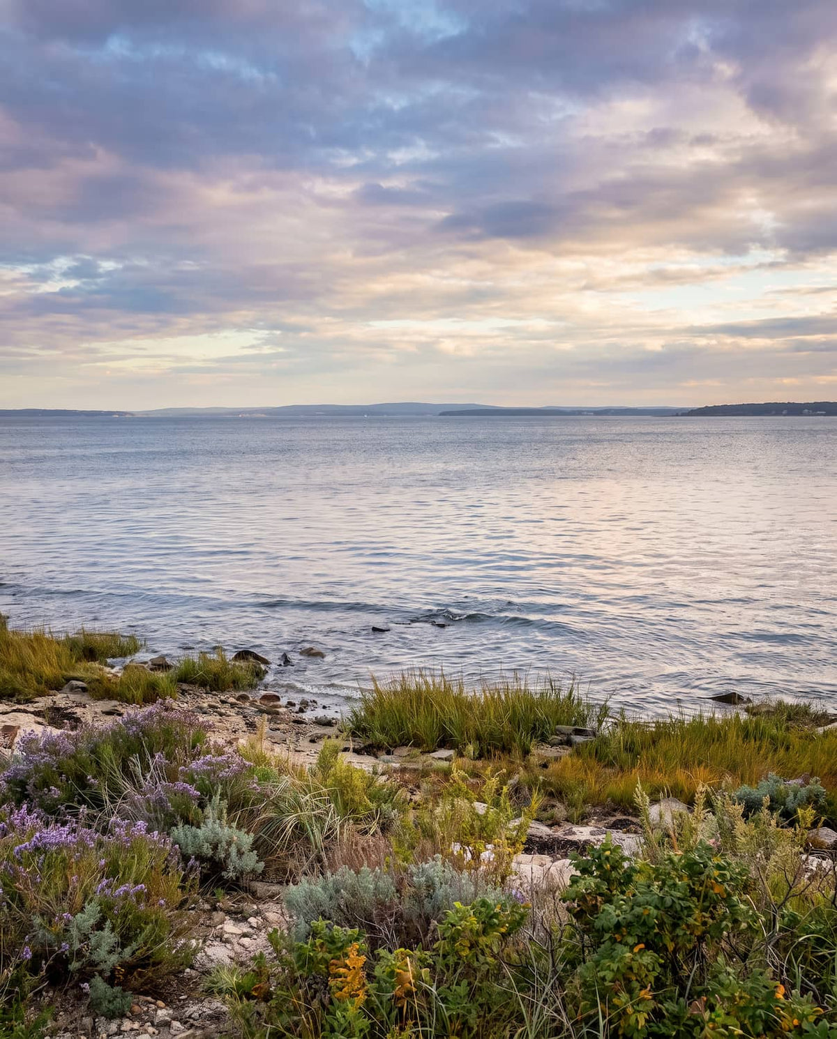 A scenic coastal landscape with calm water under a cloudy sky at sunset, with rocky shoreline and low-lying green and purple vegetation in the foreground.